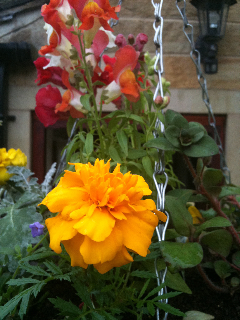 more orange flowers
